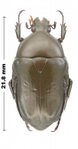 Réf. 254 969 : Coptomia oliveri